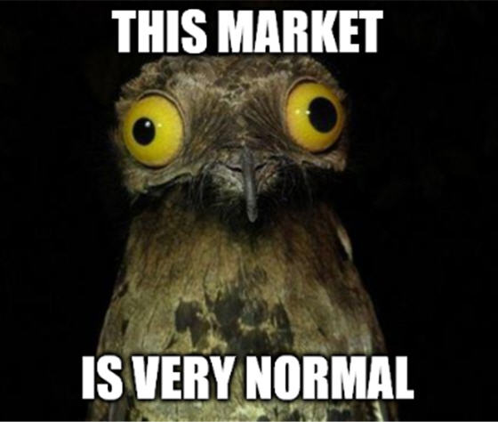 Normal Stock Market Owl