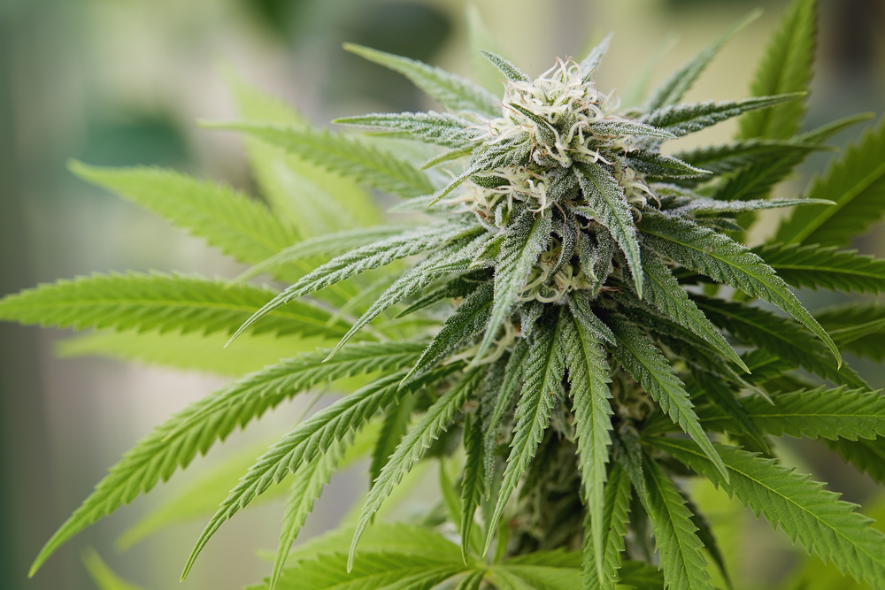 Pot Stocks Bottom: 3 Signals Point to a 204% Rise