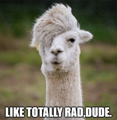 Rite Aid RAD llama meme